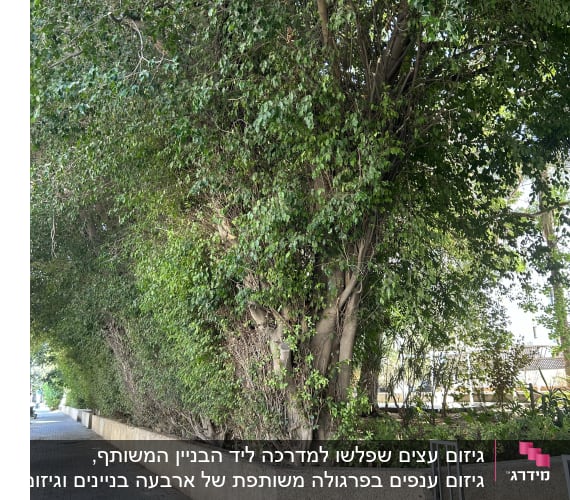 שורת עצי פיקוס גזומים ומעוצבים בערוגה לצד מדרכה מרוצפת